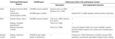 New Insights in CaVβ Subunits: Role in the Regulation of Gene Expression and Cellular Homeostasis